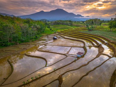 Beautiful morning view indonesia panorama landscape paddy fields with beauty color and sky natural light