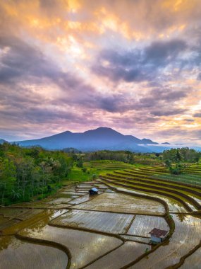 Beautiful morning view indonesia panorama landscape paddy fields with beauty color and sky natural light
