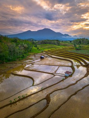 Beautiful morning view indonesia panorama landscape paddy fields with beauty color and sky natural light
