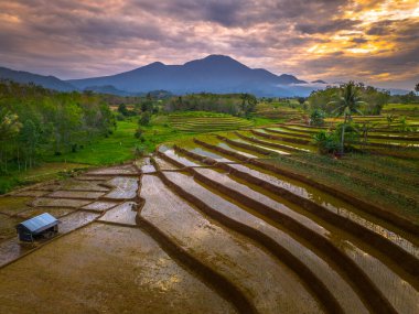 Beautiful morning view indonesia panorama landscape paddy fields with beauty color and sky natural light