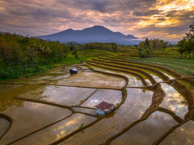 Beautiful morning view indonesia panorama landscape paddy fields with beauty color and sky natural light