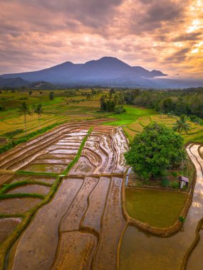 Beautiful morning view indonesia panorama landscape paddy fields with beauty color and sky natural light