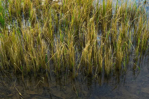 Beautiful morning view indonesia panorama landscape paddy fields with beauty color and sky natural light