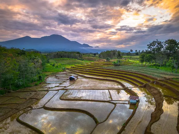Beautiful morning view indonesia panorama landscape paddy fields with beauty color and sky natural light