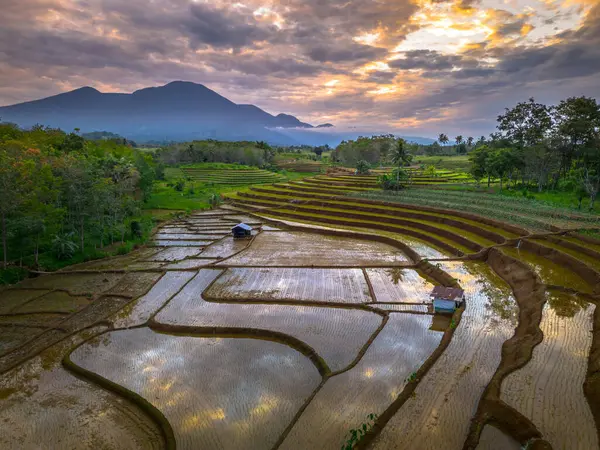 Beautiful morning view indonesia panorama landscape paddy fields with beauty color and sky natural light