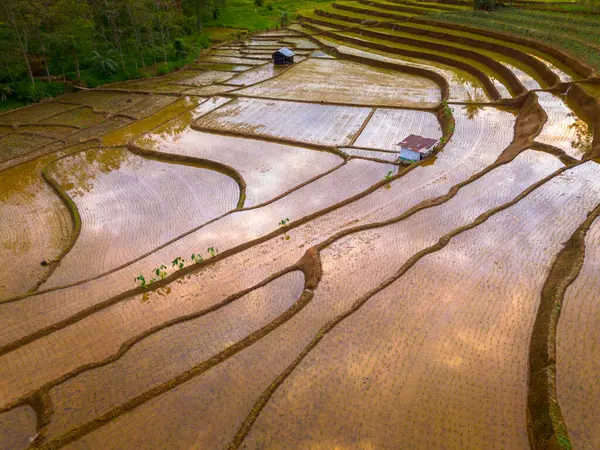 Beautiful morning view indonesia panorama landscape paddy fields with beauty color and sky natural light