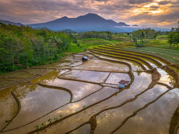 Beautiful morning view indonesia panorama landscape paddy fields with beauty color and sky natural light