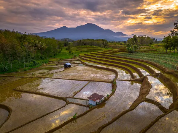 Beautiful morning view indonesia panorama landscape paddy fields with beauty color and sky natural light