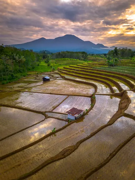 Beautiful morning view indonesia panorama landscape paddy fields with beauty color and sky natural light