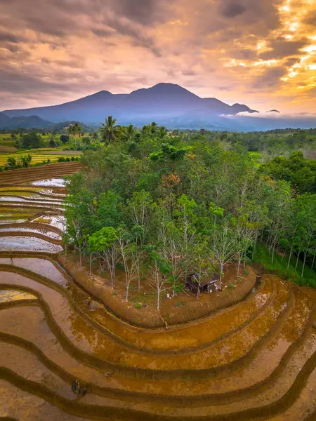 Beautiful morning view indonesia panorama landscape paddy fields with beauty color and sky natural light