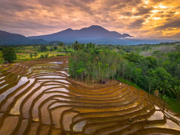Beautiful morning view indonesia panorama landscape paddy fields with beauty color and sky natural light