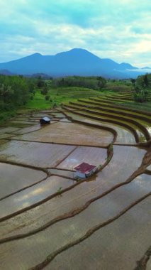 Beautiful morning view indonesia panorama landscape paddy fields with beauty color and sky natural light