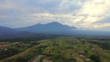 Beautiful morning view indonesia panorama landscape paddy fields with beauty color and sky natural light
