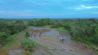 Beautiful morning view indonesia panorama landscape paddy fields with beauty color and sky natural light