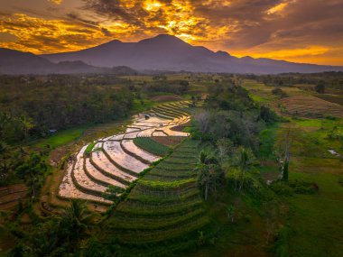 Beautiful morning view indonesia panorama landscape paddy fields with beauty color and sky natural light
