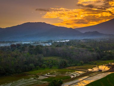 Beautiful morning view indonesia panorama landscape paddy fields with beauty color and sky natural light