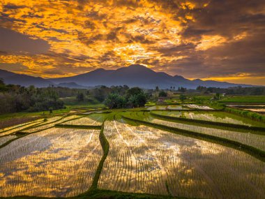 Beautiful morning view indonesia panorama landscape paddy fields with beauty color and sky natural light