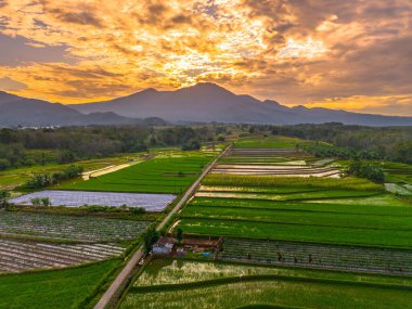 Beautiful morning view indonesia panorama landscape paddy fields with beauty color and sky natural light