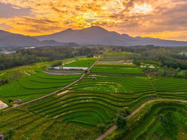 Beautiful morning view indonesia panorama landscape paddy fields with beauty color and sky natural light