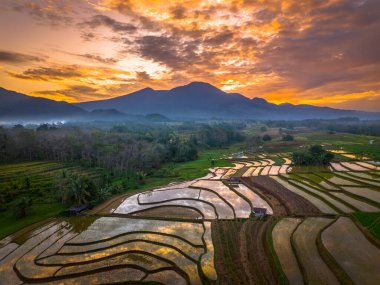Beautiful morning view indonesia panorama landscape paddy fields with beauty color and sky natural light