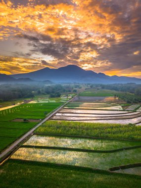 Beautiful morning view indonesia panorama landscape paddy fields with beauty color and sky natural light