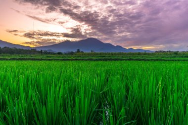 Beautiful morning view indonesia panorama landscape paddy fields with beauty color and sky natural light