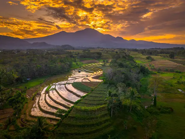 Beautiful morning view indonesia panorama landscape paddy fields with beauty color and sky natural light