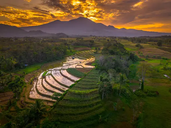 Beautiful morning view indonesia panorama landscape paddy fields with beauty color and sky natural light