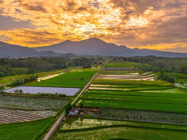 Beautiful morning view indonesia panorama landscape paddy fields with beauty color and sky natural light