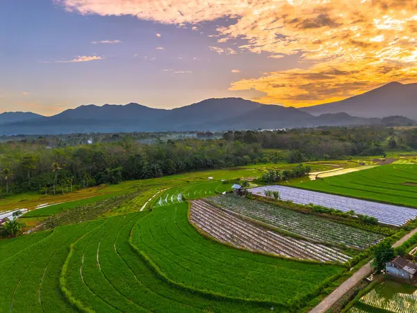 Beautiful morning view indonesia panorama landscape paddy fields with beauty color and sky natural light
