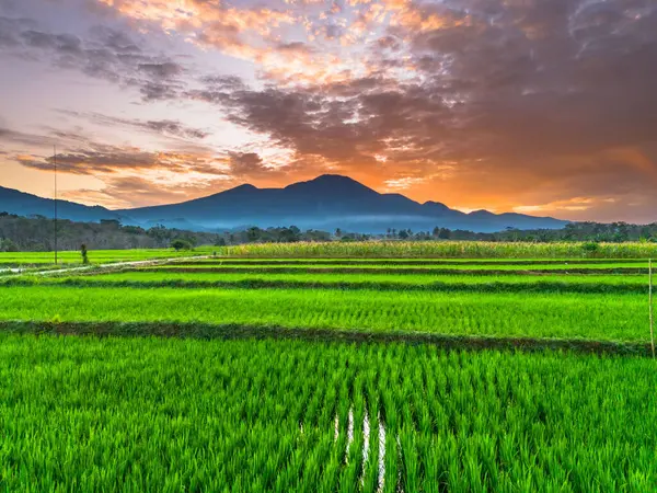 Beautiful morning view indonesia panorama landscape paddy fields with beauty color and sky natural light
