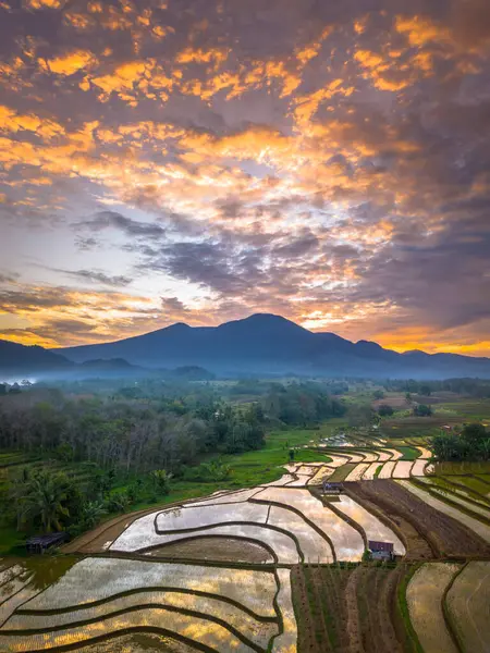 Beautiful morning view indonesia panorama landscape paddy fields with beauty color and sky natural light