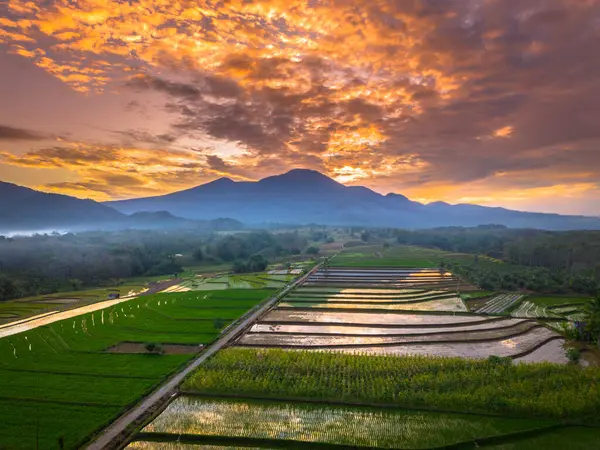 Beautiful morning view indonesia panorama landscape paddy fields with beauty color and sky natural light