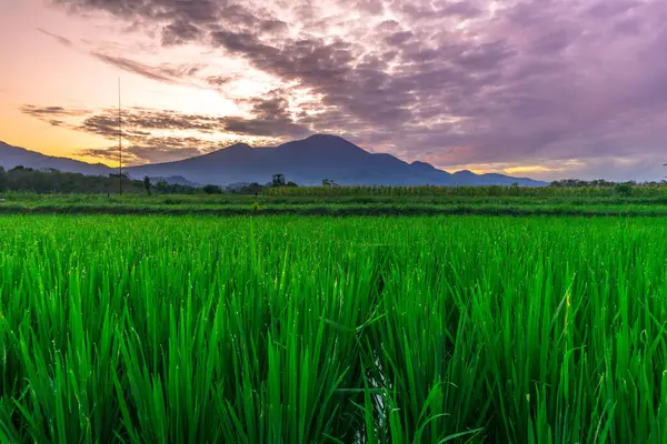 Beautiful morning view indonesia panorama landscape paddy fields with beauty color and sky natural light