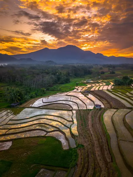 Beautiful morning view indonesia panorama landscape paddy fields with beauty color and sky natural light