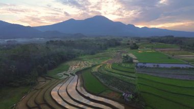 Beautiful morning view indonesia panorama landscape paddy fields with beauty color and sky natural light