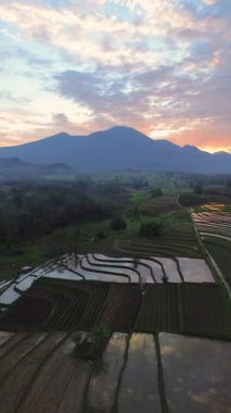 Beautiful morning view indonesia panorama landscape paddy fields with beauty color and sky natural light