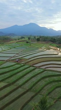 Beautiful morning view indonesia panorama landscape paddy fields with beauty color and sky natural light