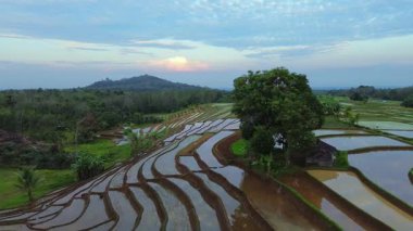 Beautiful morning view indonesia panorama landscape paddy fields with beauty color and sky natural light
