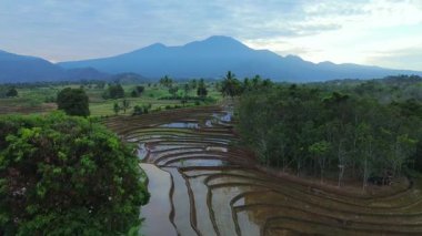 Beautiful morning view indonesia panorama landscape paddy fields with beauty color and sky natural light