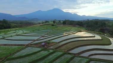 Beautiful morning view indonesia panorama landscape paddy fields with beauty color and sky natural light