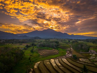 Beautiful morning view indonesia panorama landscape paddy fields with beauty color and sky natural light