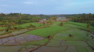 Beautiful morning view indonesia panorama landscape paddy fields with beauty color and sky natural light
