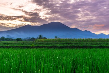 Beautiful morning view indonesia panorama landscape paddy fields with beauty color and sky natural light