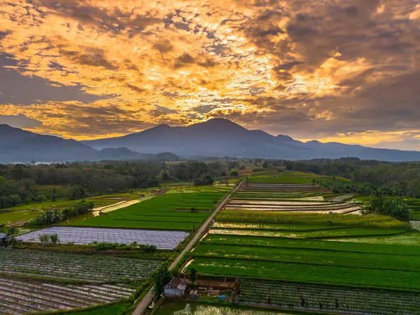 Beautiful morning view indonesia panorama landscape paddy fields with beauty color and sky natural light
