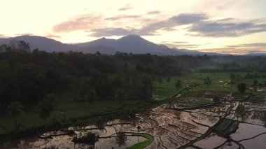 Beautiful morning view indonesia panorama landscape paddy fields with beauty color and sky natural light