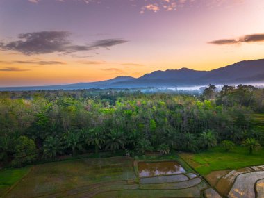 Beautiful morning view indonesia panorama landscape paddy fields with beauty color and sky natural light