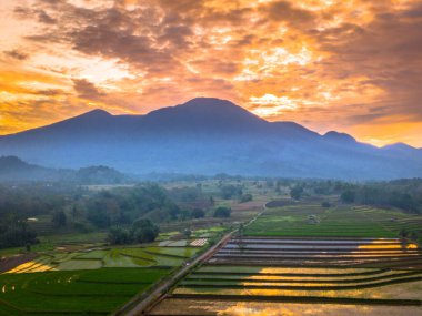 Beautiful morning view indonesia panorama landscape paddy fields with beauty color and sky natural light