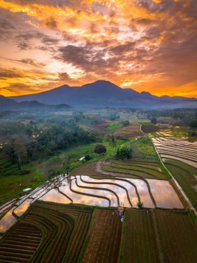 Beautiful morning view indonesia panorama landscape paddy fields with beauty color and sky natural light