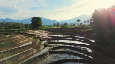 Beautiful morning view indonesia panorama landscape paddy fields with beauty color and sky natural light
